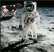 Moon the cow